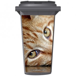 Tabby Cat Eyes Wheelie Bin Sticker Panel